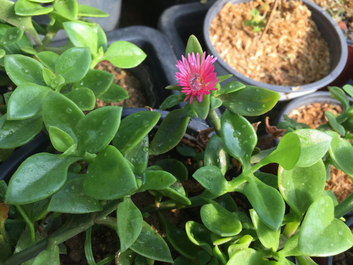썬로즈 - baby sun rose, Aptenia cordifolia