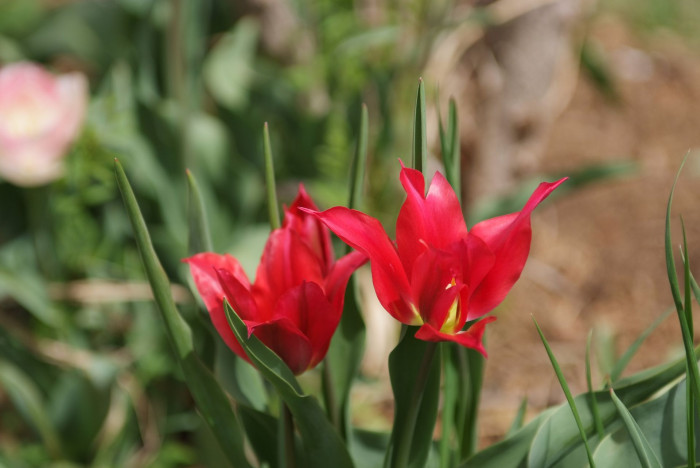 튤립 - Tulip, Tulipa gesneriana