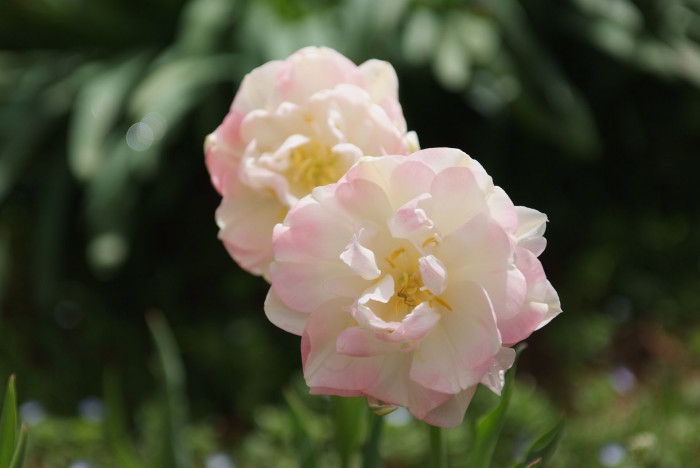 튤립 - Tulip, Tulipa gesneriana