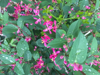 홍괴불나무 사진 - Lonicera sachalinensis (F.Schmidt) Nakai Photos