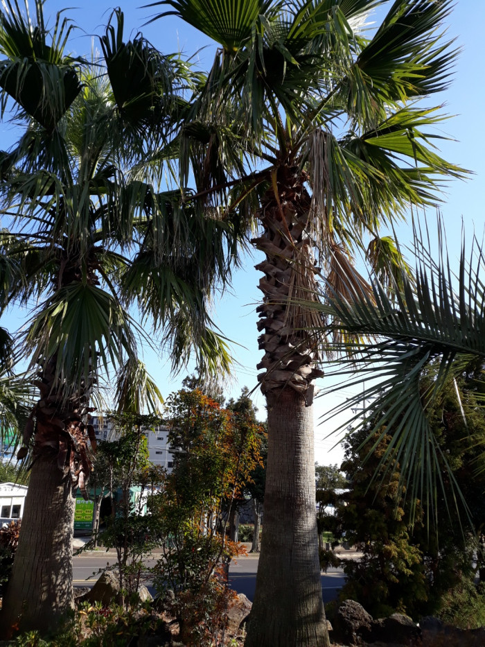 워싱턴야자 - Washington palm, California Fan Palm, Washingtonia filifera
