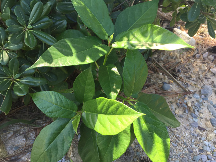 천선과나무 - Ficus erecta Thunb.