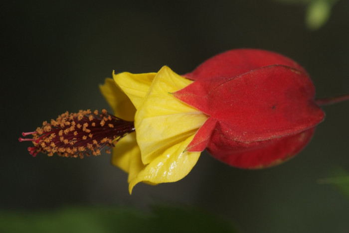 아부틸론 - Trailing Abutilon, Brazilian Abutilon, Abutilon megapotamicum