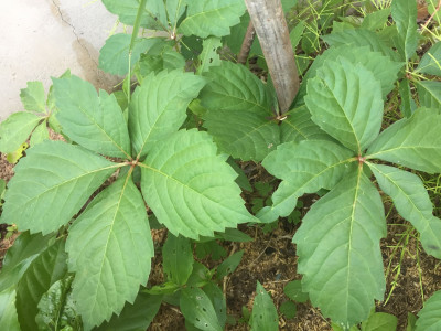미국담쟁이덩굴 사진 - Parthenocissus quinquefolia (L.) Planch. Photos