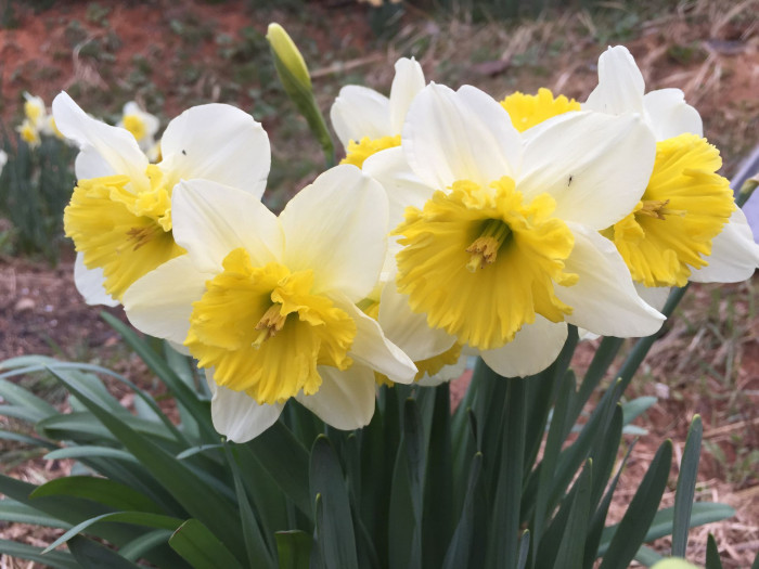 수선화 - daffodil, Narcissus tazetta var. chinensis