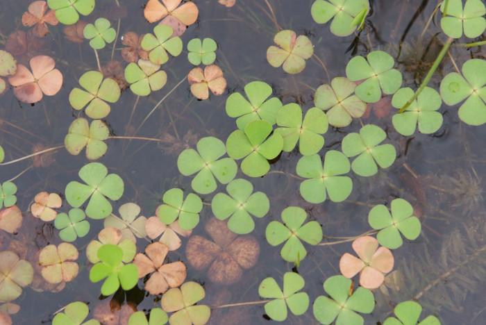네가래 - Colony of Marsilea quadrifolia, Marsilea quadrifolia L.
