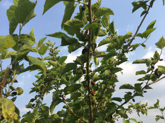 뽕나무 - White mulberry, Morus alba L.