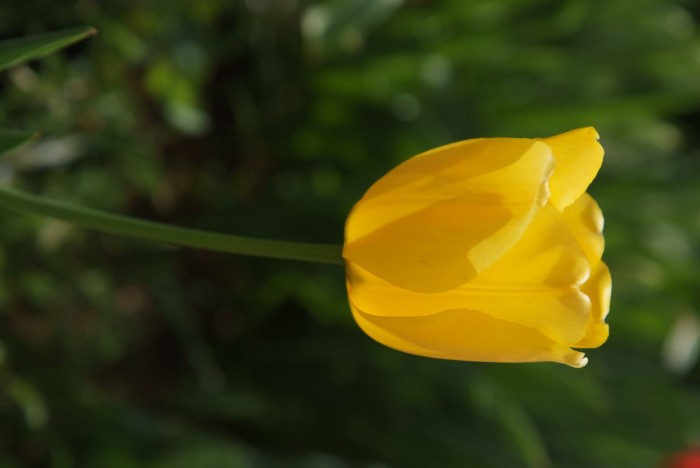 튤립 - Tulip, Tulipa gesneriana