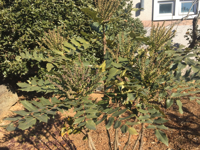 뿔남천 - Mahonia japonica (Thunb.) DC.