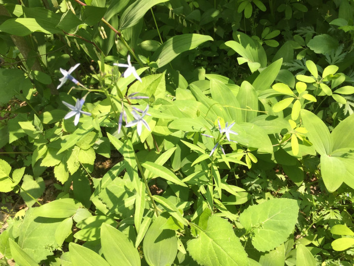 정향풀 - Amsonia elliptica (Thunb.) Roem. & Schult.