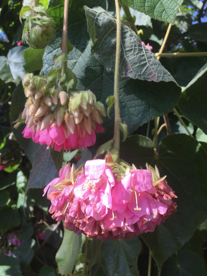 열대수국 - Pink ball tree, Dombeya wallichii