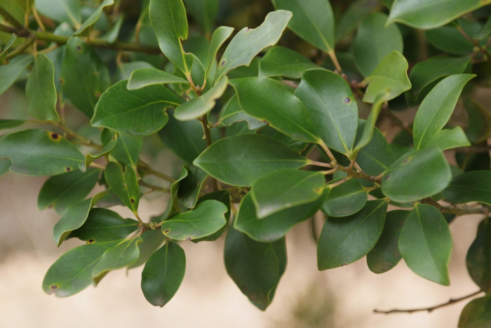 감탕나무 - Ilex integra Thunb.
