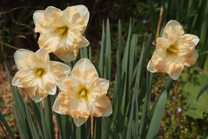 수선화 - daffodil, Narcissus tazetta var. chinensis