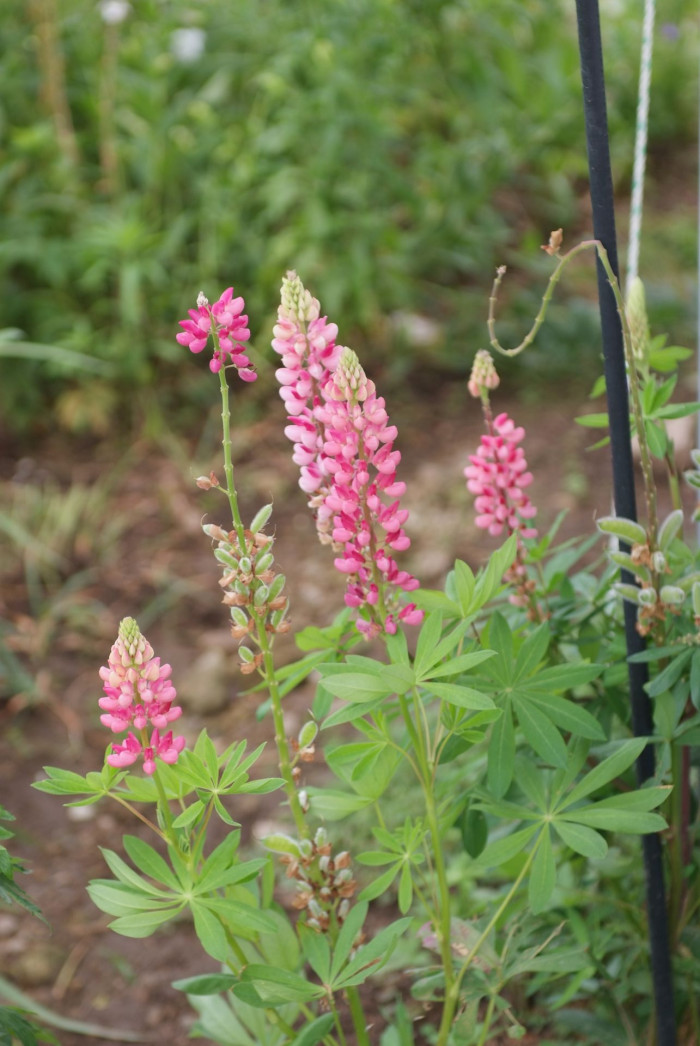 루피너스 - lupine, Lupinus spp
