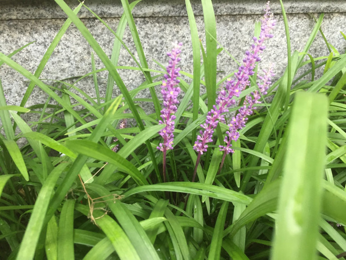맥문동 - Liriope platyphylla