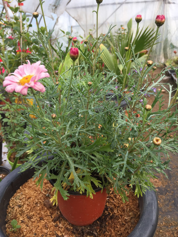 목마가렛 - Chrysanthemum frutescens