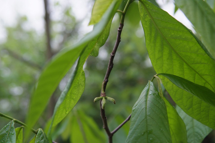 포포나무 - Sunflower pawpaw, Asimina triloba