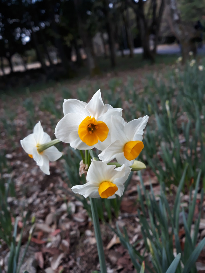 수선화 - daffodil, Narcissus tazetta var. chinensis