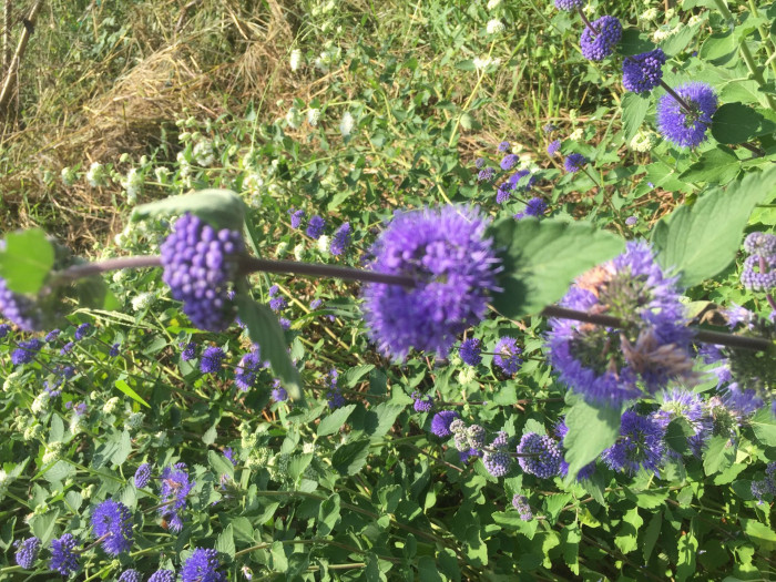 층꽃나무 - Bluebeard, Caryopteris incana (Thunb.) Miq.