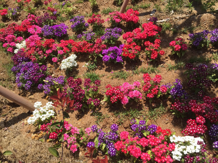 버베나 - Verbena, Garden verbena, Verbena hybrida