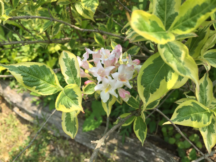 병꽃나무 - Weigela subsessilis