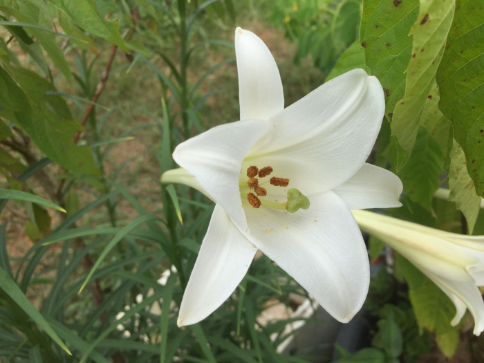 대만나리 - Formosa lily, Taiwanese lily, Lilium formosanum