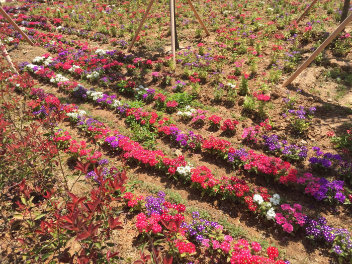 버베나 - Verbena, Garden verbena, Verbena hybrida