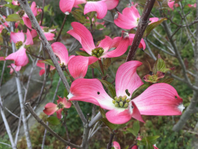 미산딸나무 사진 - Cornus florida L. Photos