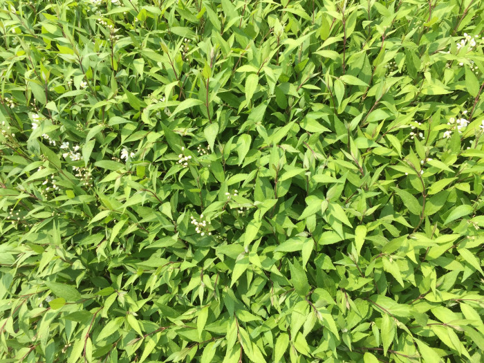 말발도리 - ?, Deutzia parviflora Bunge