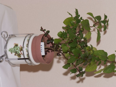 쵸코민트 사진 - Mentha x piperita piperita Photos