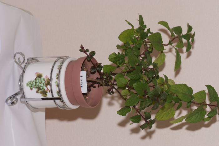 쵸코민트 - Chocomint, Mentha x piperita piperita
