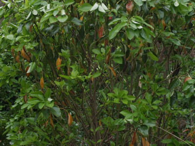 황칠나무 사진 - Dendropanax morbiferus H.Lev. Photos