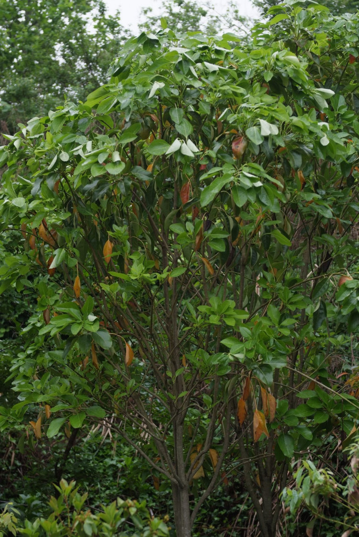 황칠나무 - Dendropanax morbiferus H.Lev.