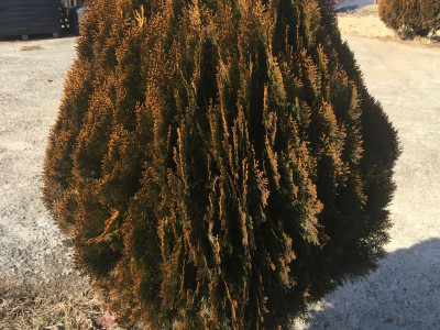 측백나무 사진 - Thuja orientalis L. Photos