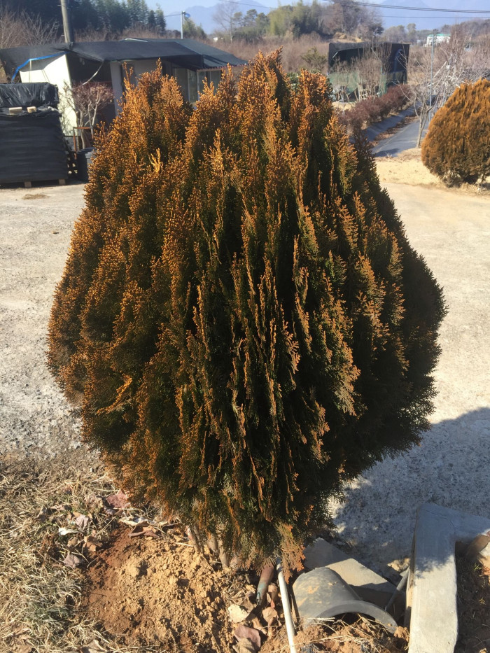 측백나무 - Chinese Arborvitae, Thuja orientalis L.