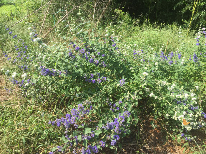 층꽃나무 - Bluebeard, Caryopteris incana (Thunb.) Miq.