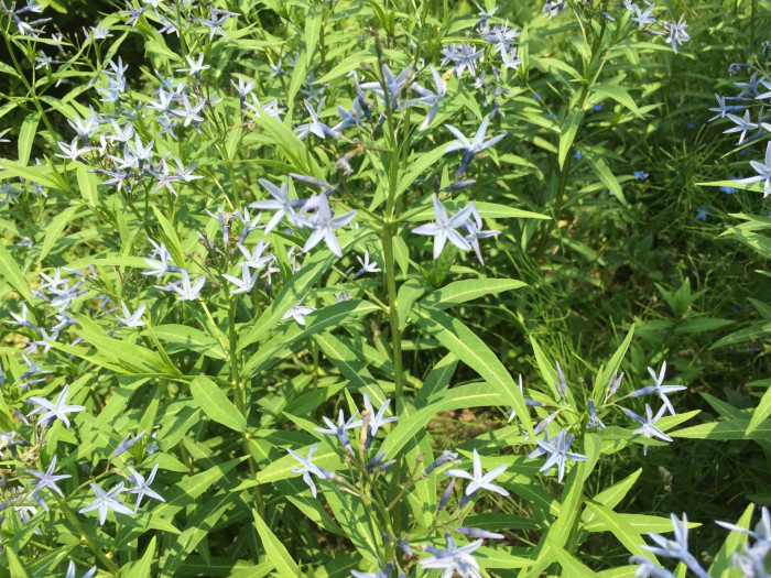 정향풀 - Amsonia elliptica (Thunb.) Roem. & Schult.
