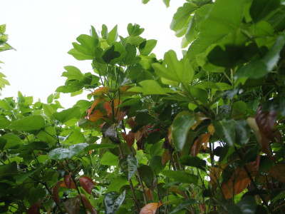 황칠나무 사진 - Dendropanax morbiferus H.Lev. Photos