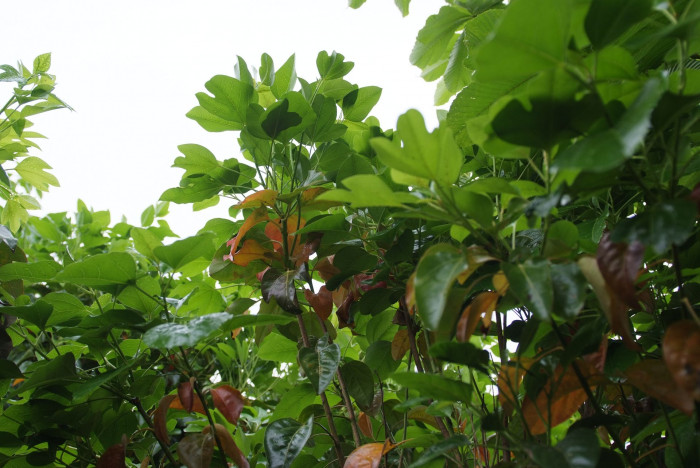 황칠나무 - Dendropanax morbiferus H.Lev.