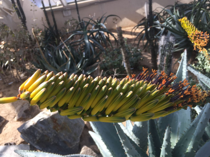 알로에 마를로티이 - mountain aloe, flat-flowered aloe, Aloe marlothii A. Berger
