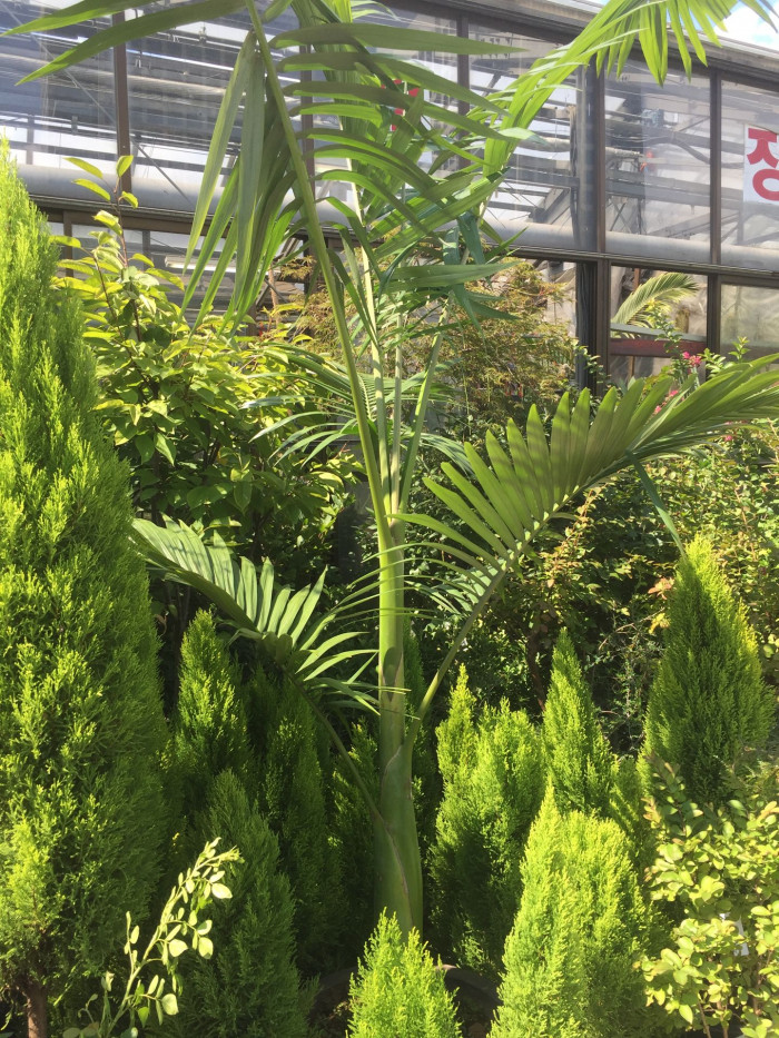 대왕야자 - Cuban royal palm, Florida royal palm, Roystonea regia