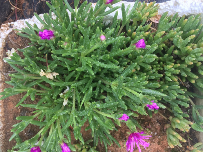 송엽국 - Trailing Ice Plant, Lampranthus spectabilis