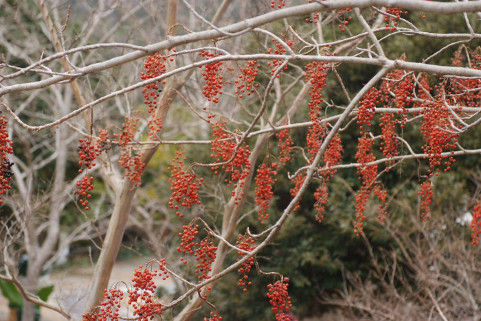 이나무 - Idesia polycarpa Maxim.