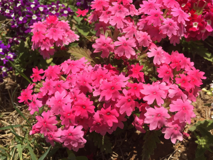 버베나 - Verbena, Garden verbena, Verbena hybrida