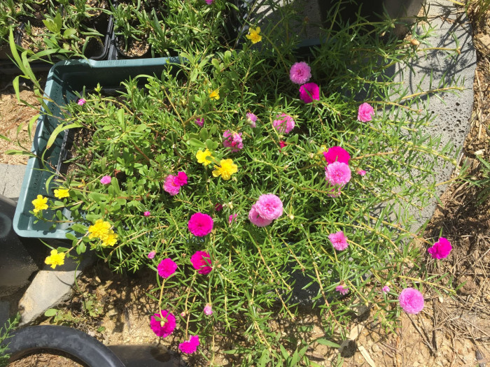 채송화 - 호, Portulaca grandiflora Hooker
