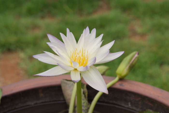 수련 - Nymphaea tetragona var. angusta