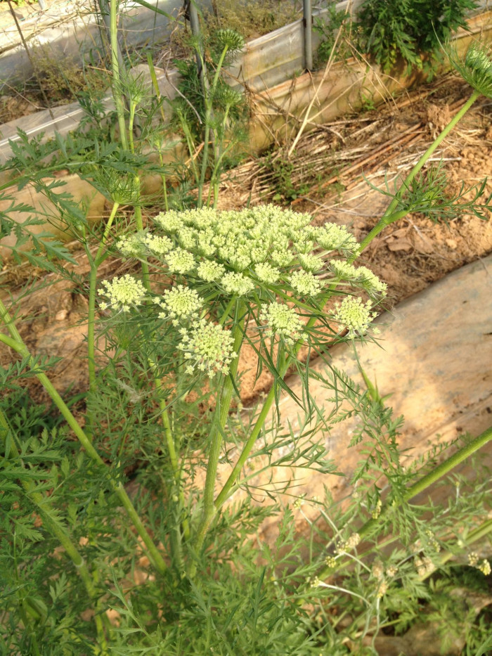 당근 - Daucus carota subsp. sativa (Hoffm.) Arcang.