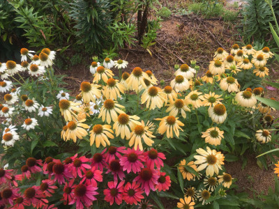 에키네시아 사진 - Echinacea purpurea Photos