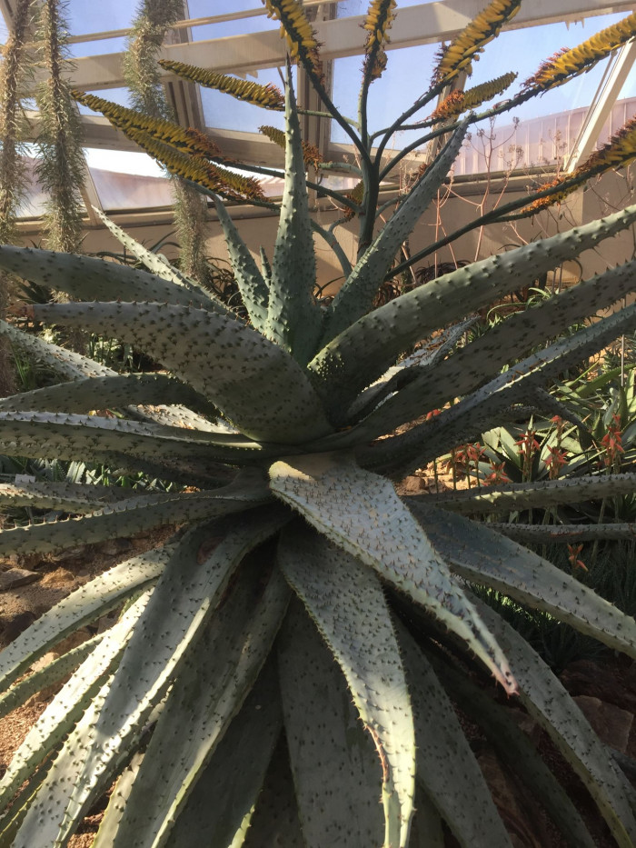 알로에 마를로티이 - mountain aloe, flat-flowered aloe, Aloe marlothii A. Berger