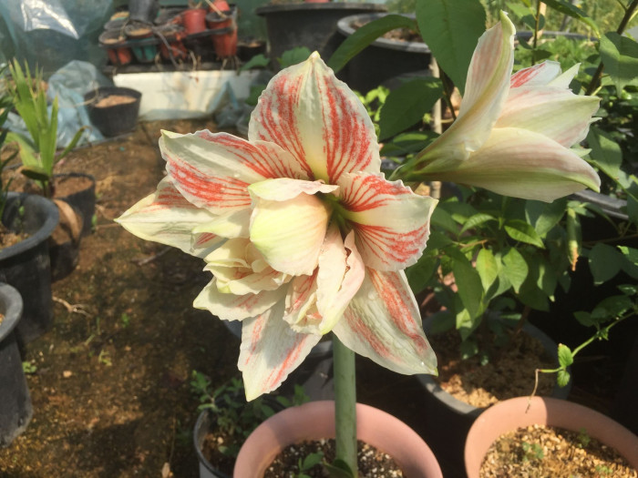 아마릴리스 - amaryllis, Hippeastrum puniceum (Lam.) Voss
